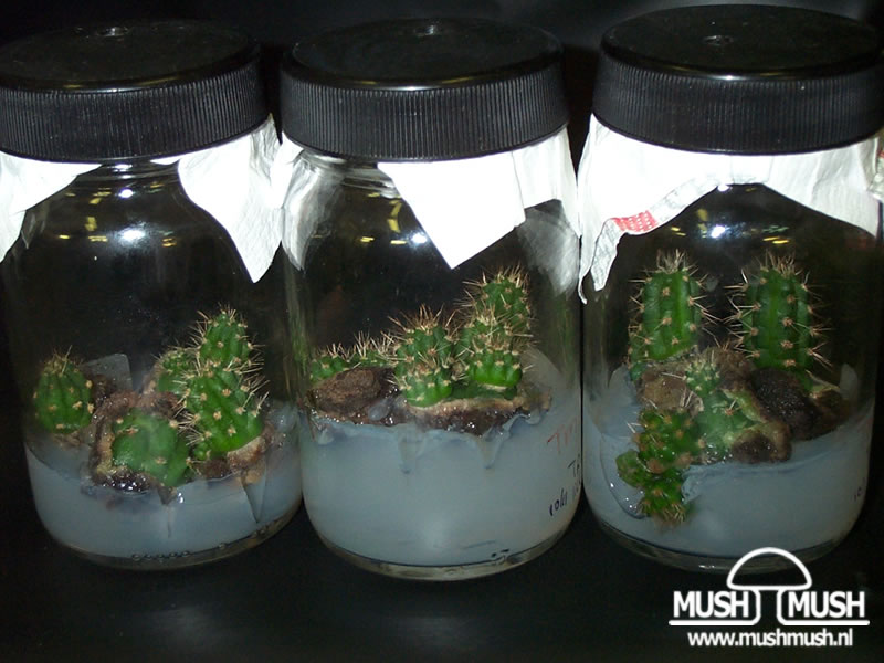 phd thesis on micropropagation phd thesis on micropropagation