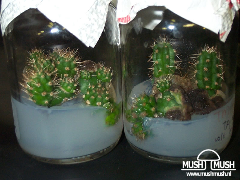 thesis on micropropagation of plants thesis on micropropagation of plants