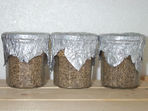 Fruiting Mycelium Cakes Early Fruiting Mycelium Cakes Early